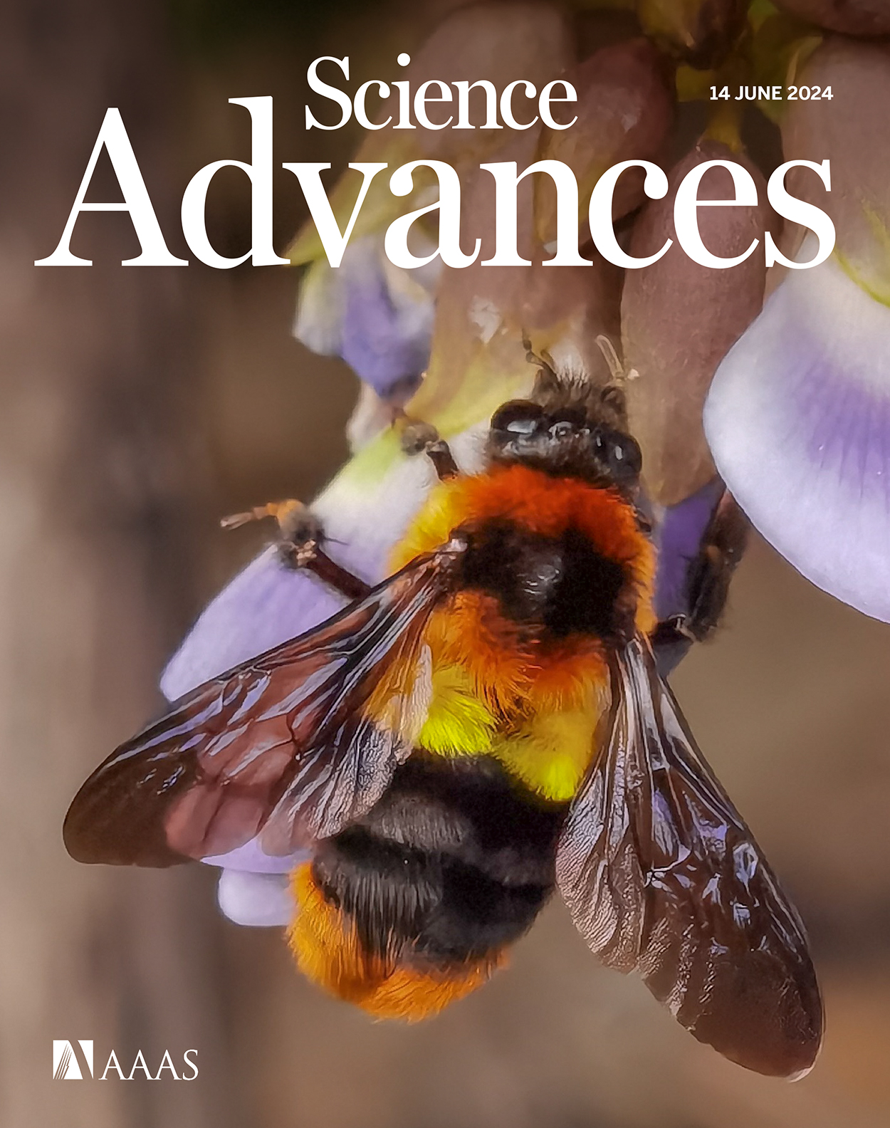 Front cover of the June 2024 issue of Science Advances with a closeup of a bee on the cover