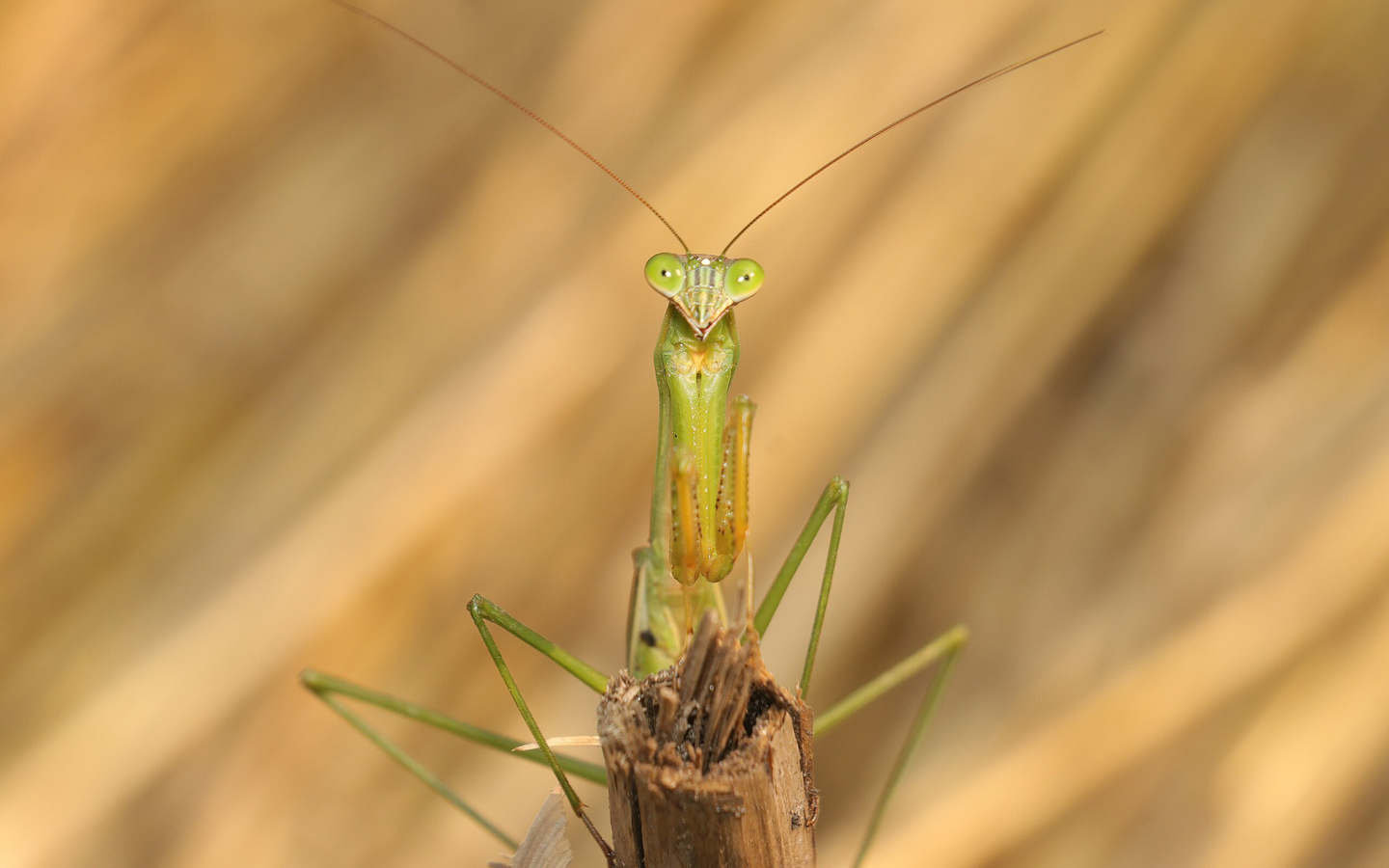 A closeup of a praying mantis