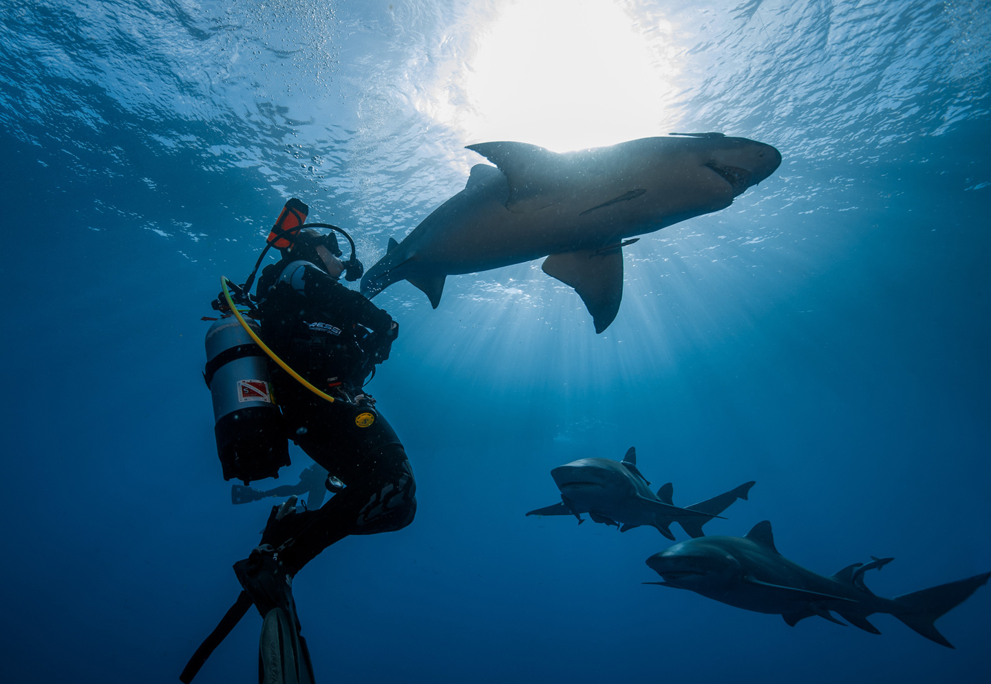 A scuba diver swimming with sharks