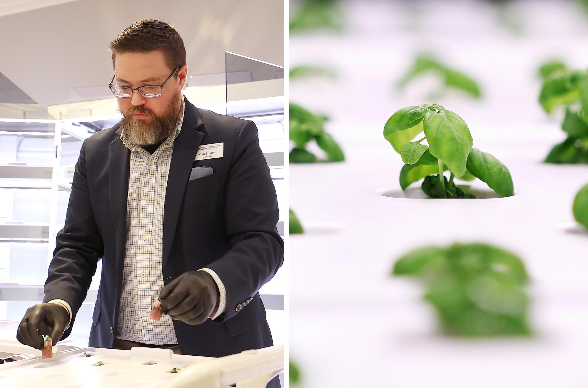 Split screen of (on left) a man working in the kitchen and (on right) a closeup of basil plants growing in a container