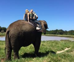 Student riding on an elephant during a study abroad experience