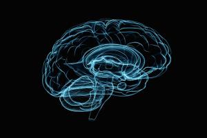transparent graphic of brain