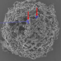 mast cell with nanoparticles