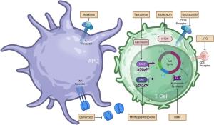 graphical abstract
