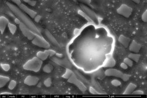 micrograph
