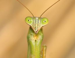 Closeup of a praying mantis