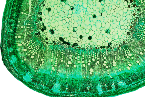 magnified image of plant interior