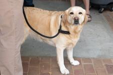 A department visitor