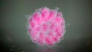 A pink hollow sphere resembling a raspberry made of 3D-printed hydrogel